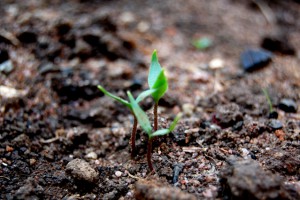 seedling-1345250-639x424